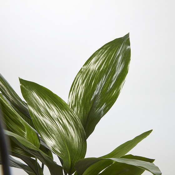 Cycad Revoluta (Japanese Sago Palm)